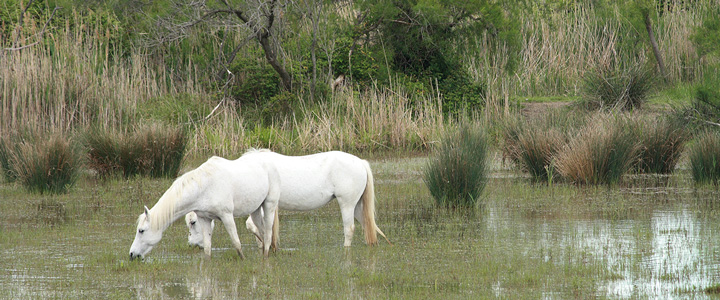 Weiße Pferde durchstreifen die weiten Ebenen der Camargue. Das Rhônedelta liegt ruhig unter weitem Himmel und flacher Landschaft.